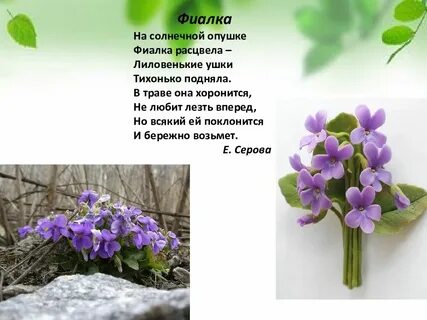 Весенние цветы презентация