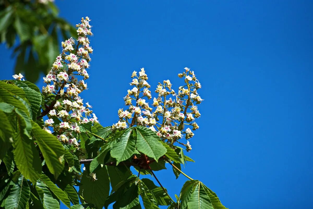 цветущее дерево каштана. каштан конский пирамидалис.