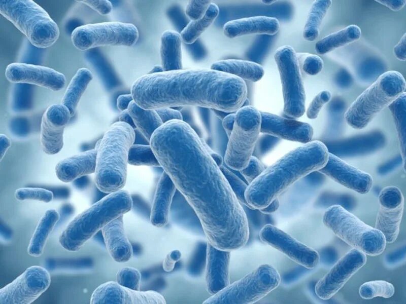 Молочнокислые бактерии лактобациллы. Палочковидные молочнокислые бактерии. Лактобактерии 2. Болгарская и ацидофильная палочка. Лактобацилус ацидофилус.