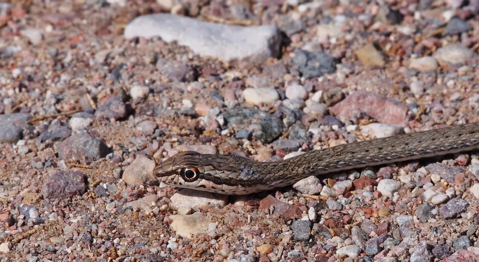 Psammophis schokari. Змея Песчанка. Зериг Песочная змея. Гадюка Песчанка.