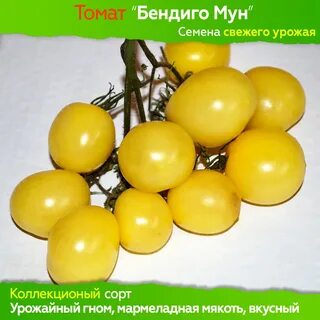 Томат муне