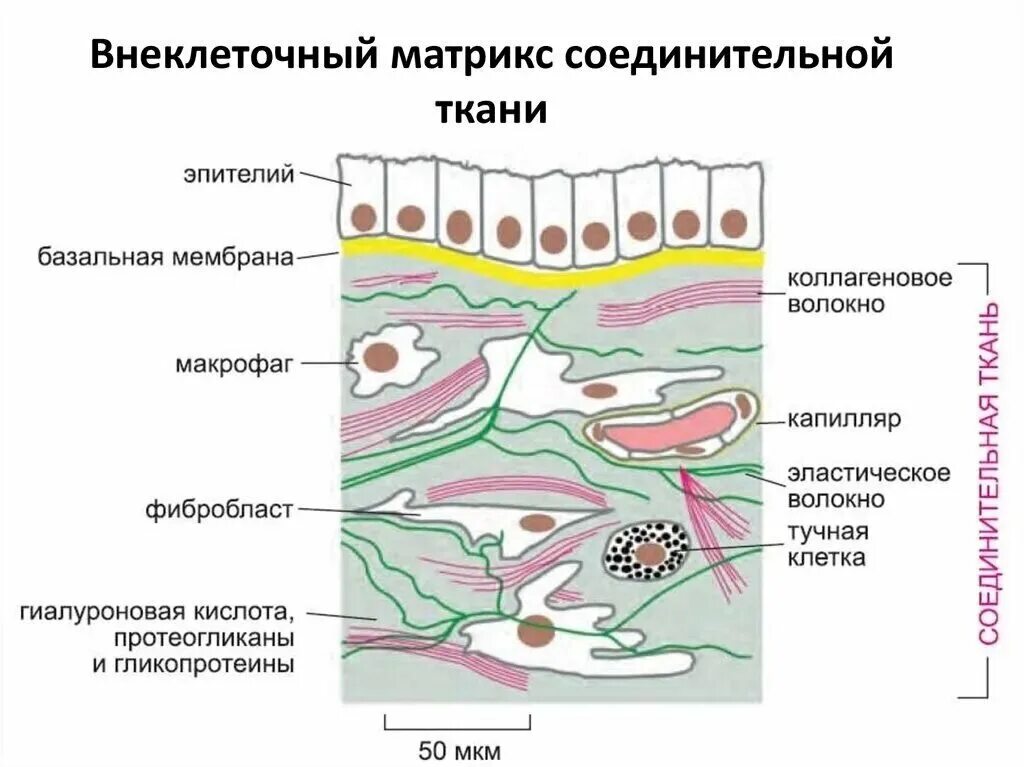 Компонент соединительной ткани. Строение межклеточного матрикса. Внеклеточный Матрикс и базальная мембрана. Состав межклеточного матрикса кожи. Организация межклеточного матрикса соединительной ткани.