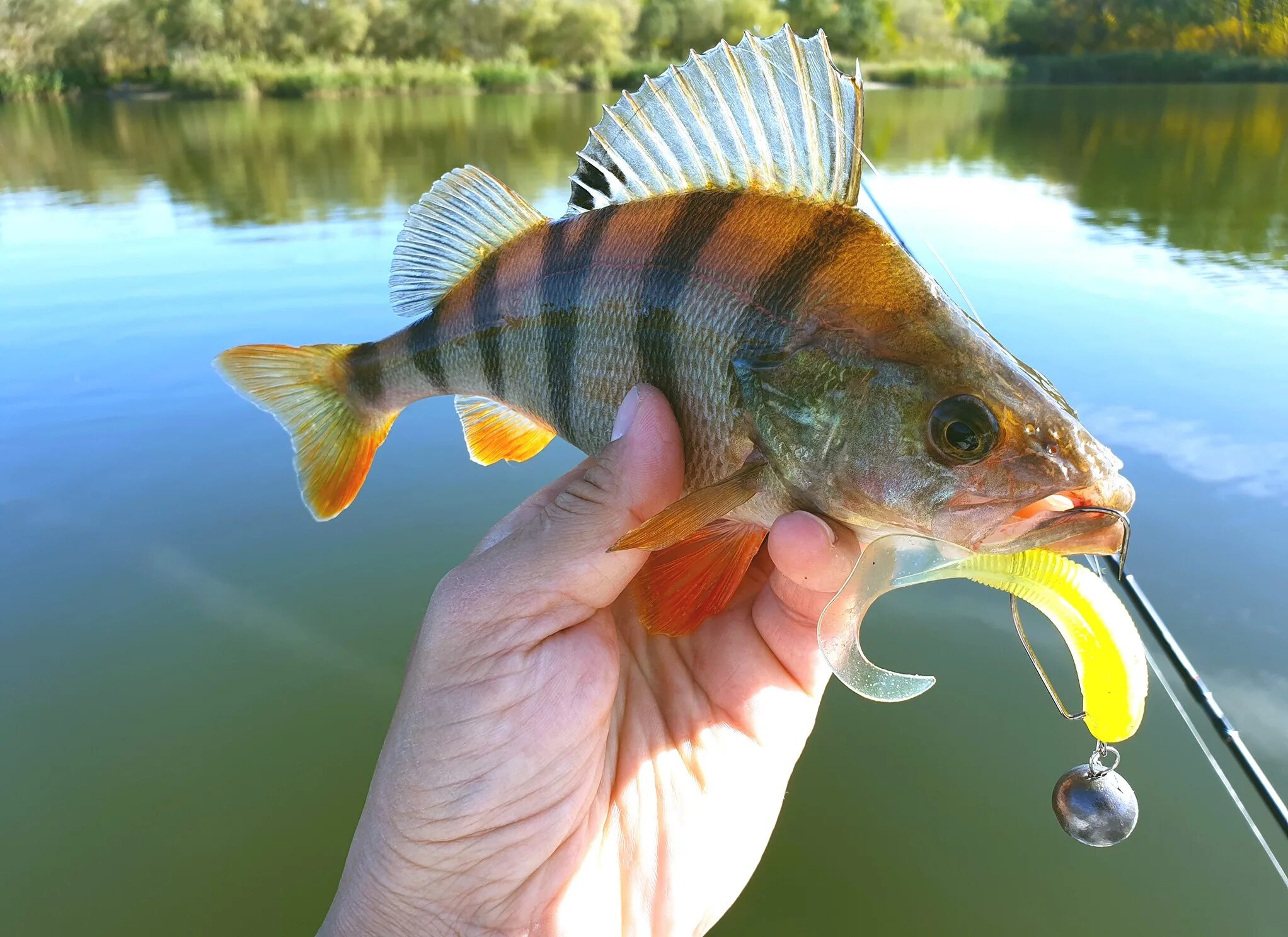 Рыбалка на окуня зимой. Рыбалка на окуня летом на спиннинг. Окунеобразные речной окунь. Окунь шепчет. Окуневые вертушки.