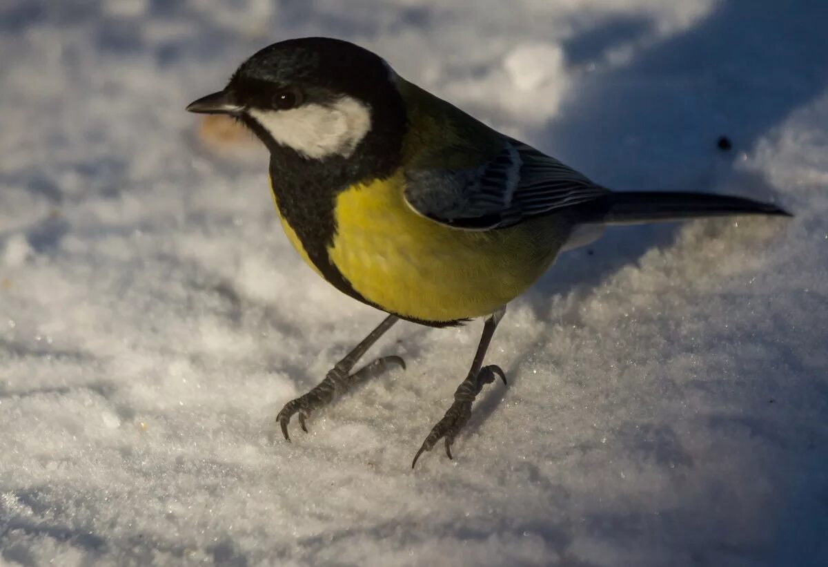 синичка для дошкольников. синичка 6. синица лазоревка. синица голубая лазоревка. красивая синичка для детей.
