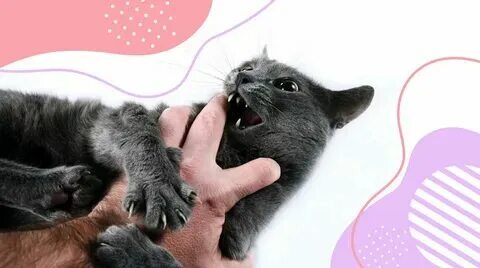 К чему снится кошка кусает тебя
