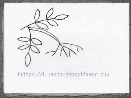 Веточка рябины без ягод