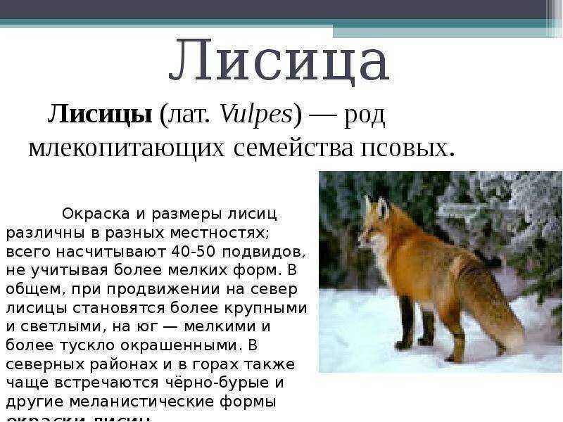 Размер лисы. Размер лисы обыкновенной. Порода лиса описание. Лисица обыкновенная описание. Лиса относится к группе