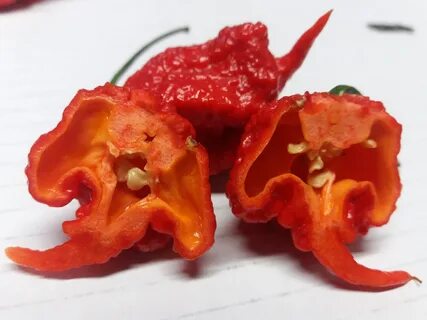 Carolina reaper