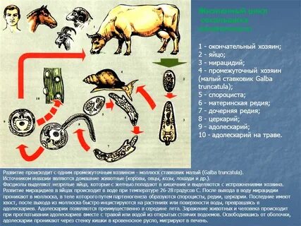 Что такое промежуточный хозяин