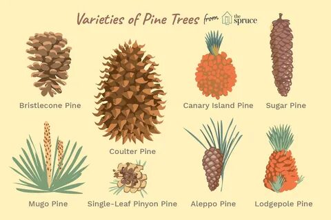 40 Species of Pine Trees and Shrubs Tree identification, Types of.