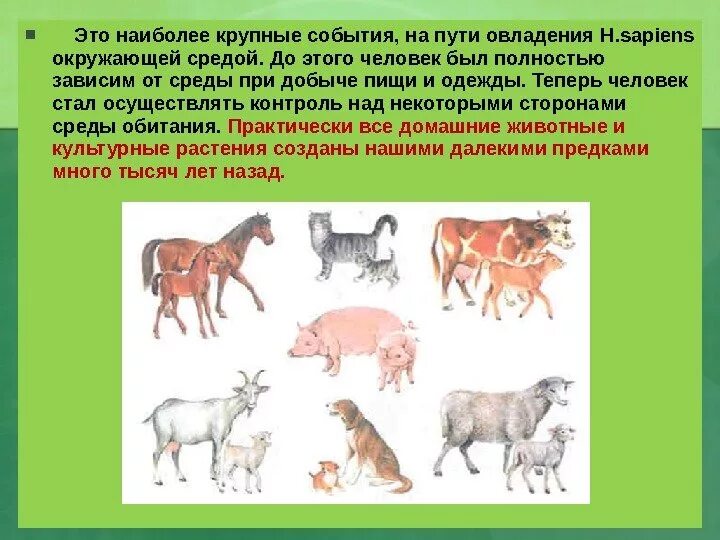 Культурные животные это. Культурные животные это. Культурные животные это. Культурные животные. Домашние животные и их предки.
