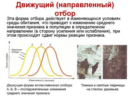 Виды естественного отбора в популяции