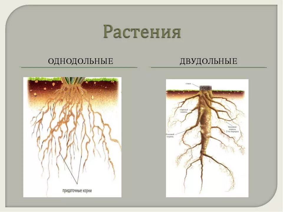 Корни двудольных и однодольных растений