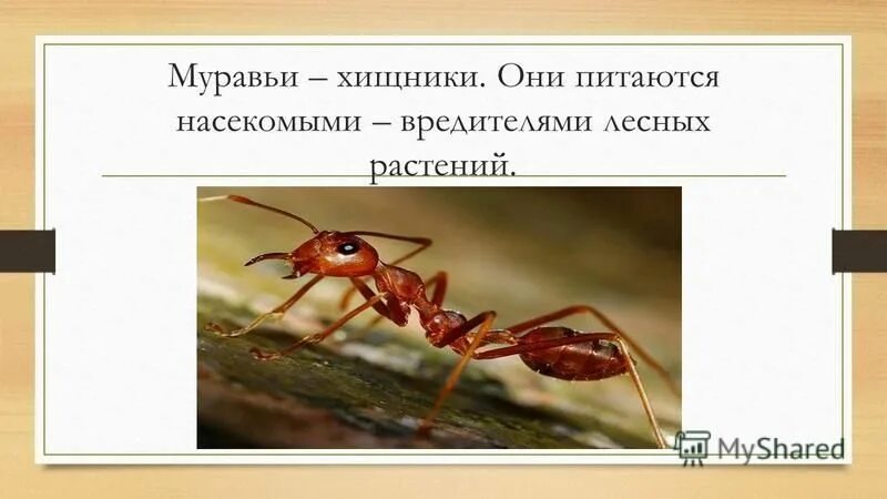 Плотоядные муравьи. Какой муравей является хищником. Насекомые муравей. Муравьи хищники. Перепончатокрылые муравьи.