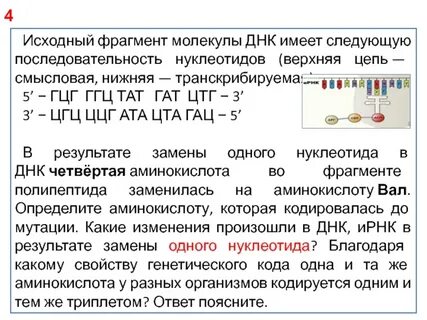 Фрагмент молекулы днк содержит 280 остатков