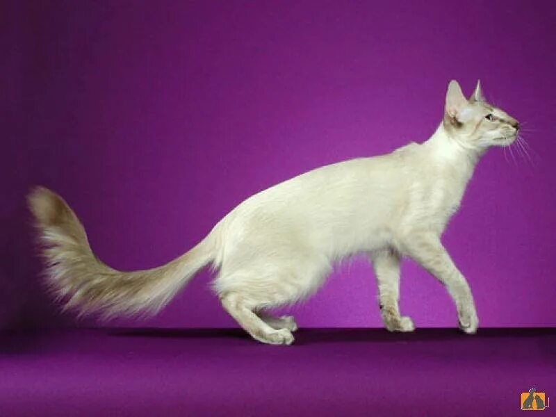 Длинная кошка порода. Балинезийская кошка Ориентал. Ориентальная длинношерстная (Яванез). Ориентальная кобалинезийская кошкашка. Яванская кошка Ориентал.