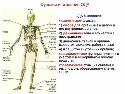 Общая анатомия это