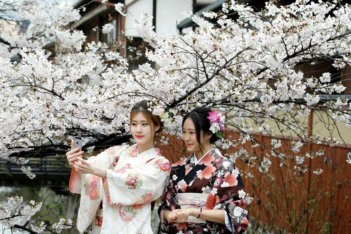 Japanese women is. Черри блоссом в кимоно. Сакура в кимоно. Япония Сакура гейша. Киото Япония цветение Сакуры.