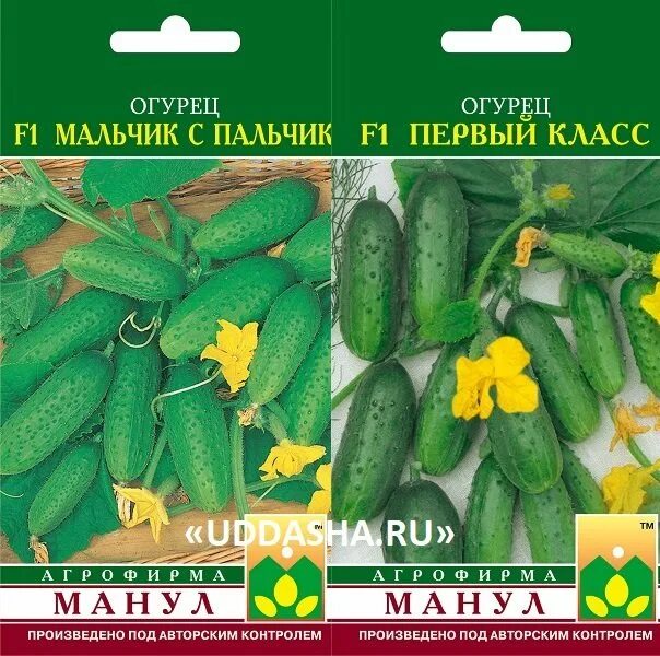 Лучшие сорта пучковых самоопыляемых огурцов. Огурец пучковое великолепие f1. огурцы семена пучковые сорта. семена огурцов пучковые самоопыляемые. огурец пучковой 632 f1 корнишон.