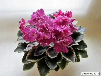 Jolly frills фиалка