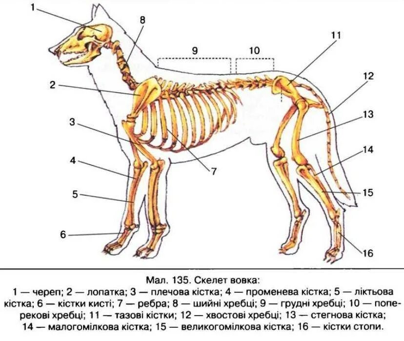 Скелет млекопитающего 8 класс биология. Опорно двигательная система млекопитающих. Скелет млекопитающего 7 класс биология. Опорно двигательная система скелет собаки.
