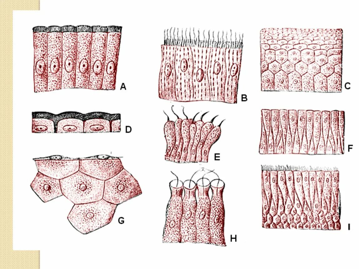 Строение эпителиальной ткани анатомия. Эпителиальные ткани (эпителии). Ткани человека эпителиальная ткань. Тип клеток эпителиальной ткани. Клетки эпителиальной ткани виды