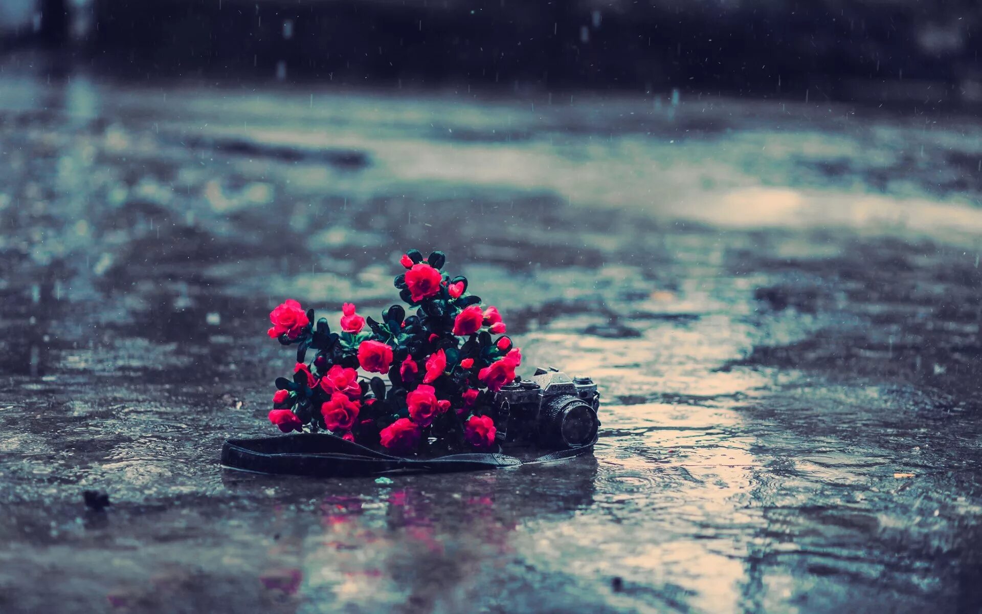 Цветок грустит. Грустный цветок. Печальные цветы. Цветы на воде. Цветы на фоне воды.