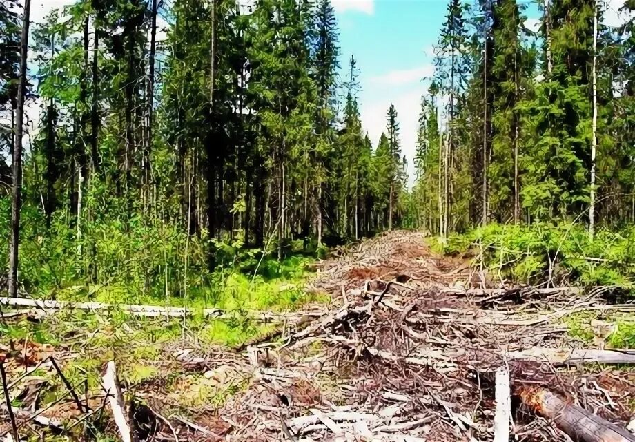 Как взять в аренду участок леса