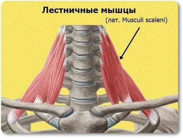 Лестничные мышцы шеи анатомия. Задняя лестничная мышца анатомия. Лестничные мышцы мышцы шеи. Средняя лестничная мышца.
