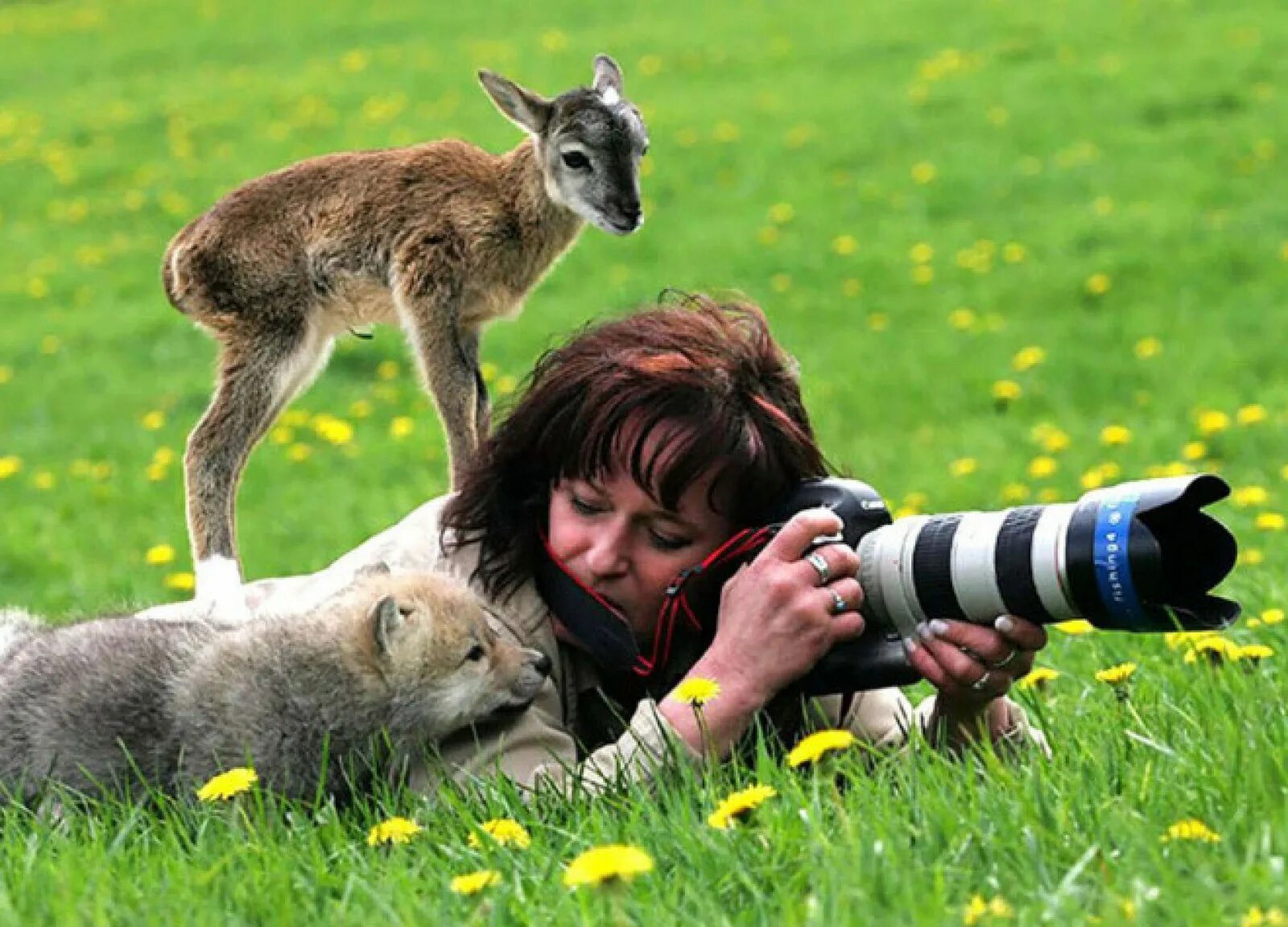 Люди и животные. Съемка животных. Фотограф и животные. Забавные ситуации с животными. Наблюдать невероятный