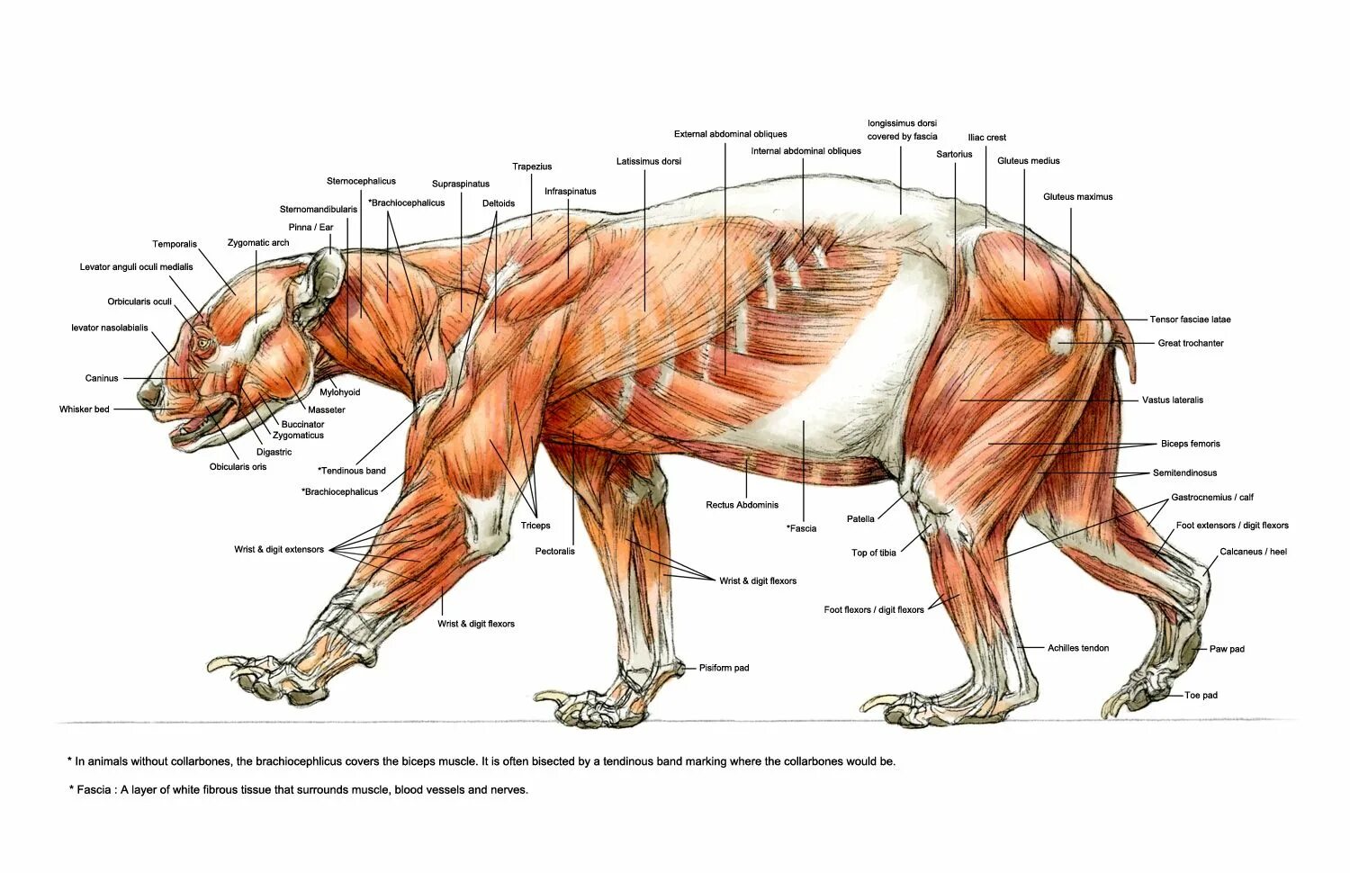 Анатомия бурого медведя. Бурый медведь внутреннее и внешнее строение. Строение скелета бурого медведя. Строение бурого медведя. Анатомия бурого медведя скелет.