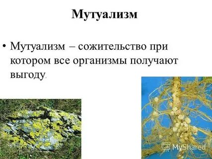 Грибы и высшие растения мутуализм