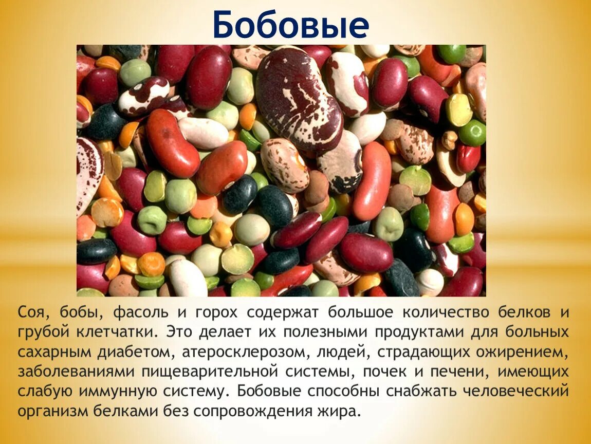 Семена бобовых содержат много. Бобовые продукты. Бобовые в питании человека. Полезные Бобы. Фасоль бобовая.