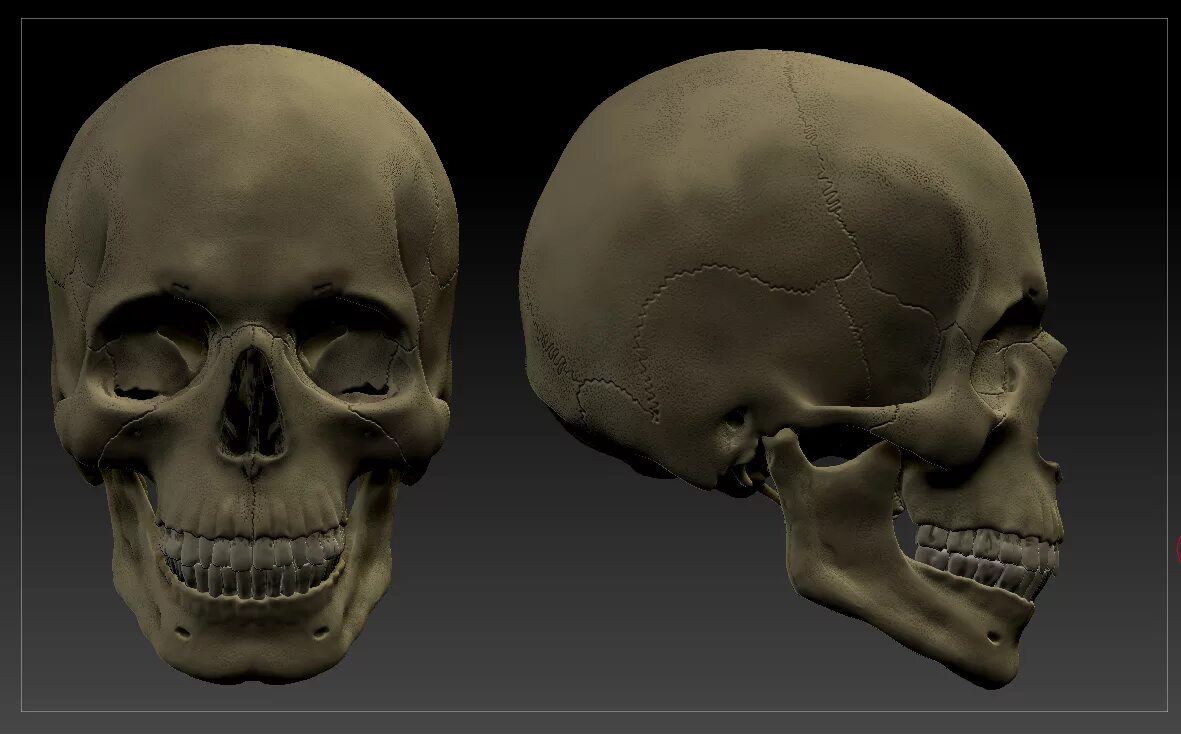 мозг в черепной коробке. череп головы женщины. форма черепа. череп с разных ракурсов. анатомия лица.