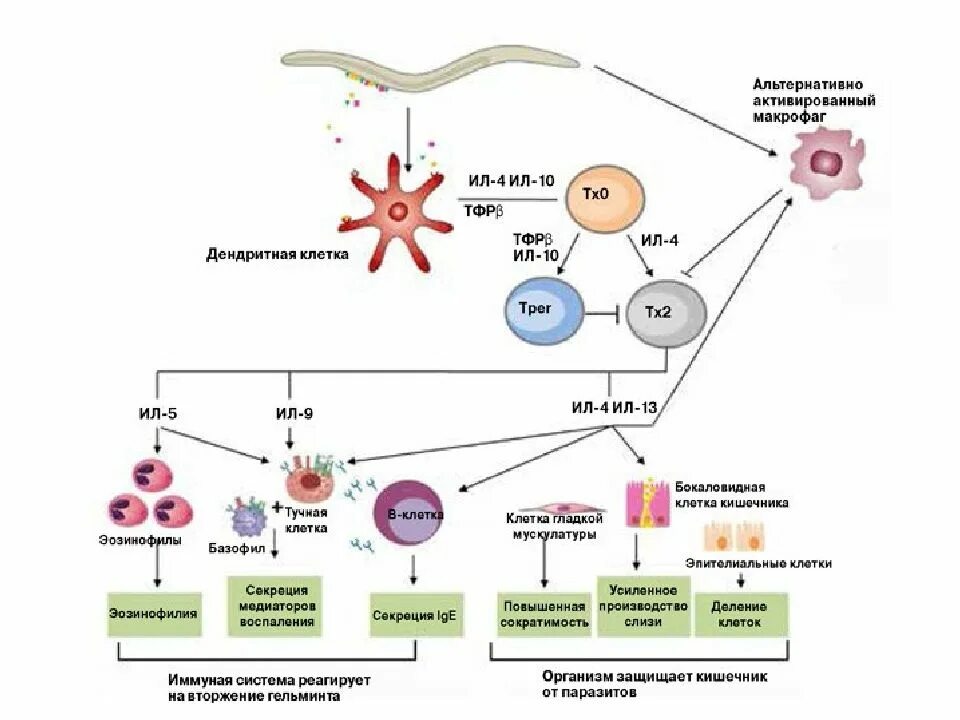 Иммунные клетки макрофаги. Противопаразитарный иммунитет схема. Схема противогельминтного иммунного ответа. Схема иммунного ответа организма. Схема иммунного ответа иммунология.