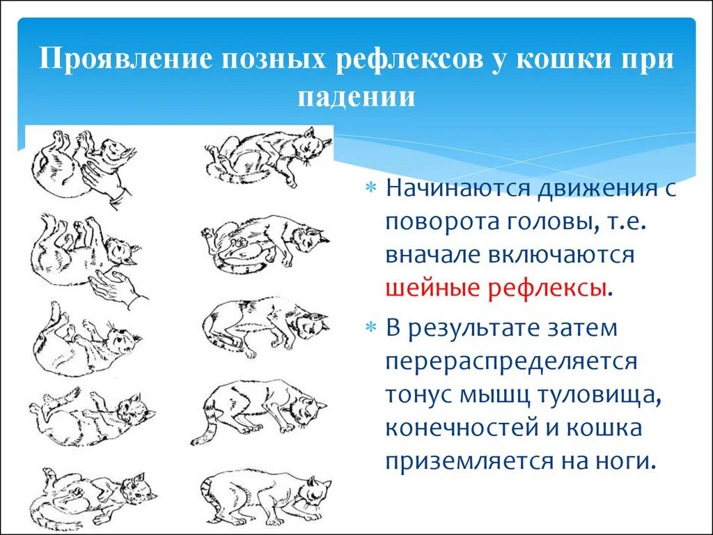 Рефлексы котов