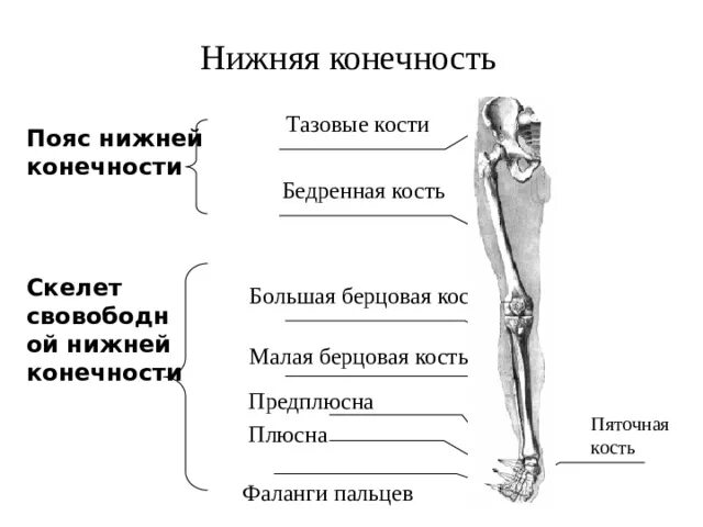 Нижние конечности являются. Скелет пояса нижних конечностей человека. Отделы скелета пояс нижних конечностей. Строение скелета нижней конечности анатомия. Кости составляющие скелет нижней конечности.