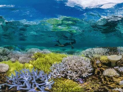 Reef