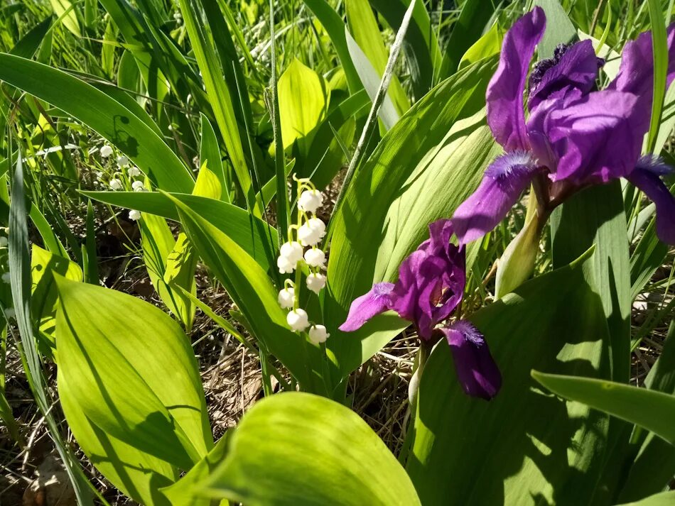 ирис безбородый сибирский карликовый. Iris ruthenica. дикий ирис касатик. ирис сибирский. лесные ирисы.