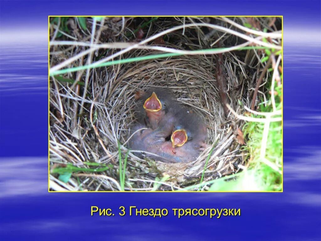 Гнезда птиц презентация для детей. Гнёзда птиц с названиями. Гнездо перелетных птиц для детей. Гнездо для презентации.