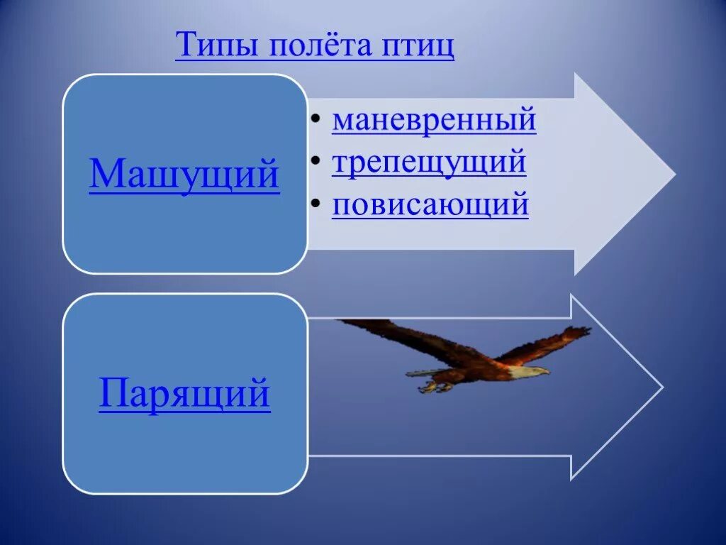 Приведите примеры птиц. Типы полета птиц. Способы полета птиц. Способы передвижения птиц. Форма полета птицы.
