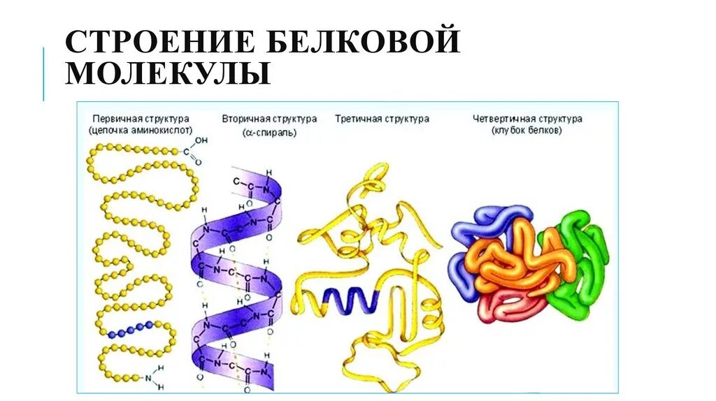 Молекула белка уровни организации белковой молекулы. Уровни организации белковых молекул таблица. Первичная и вторичная структура белка. Первичная структура белковых молекул. Пространственная структура белка таблица.