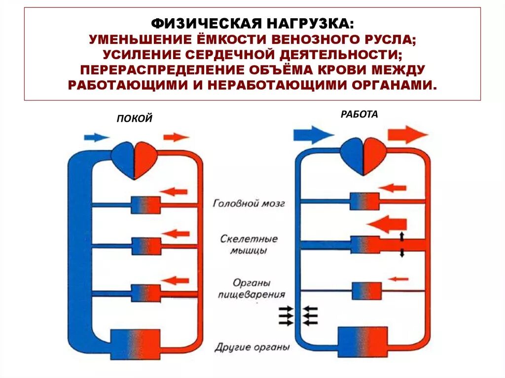 Физических нагрузок кровообращение. Кровообращение при физических нагрузках. Регуляция кровообращения при физической нагрузке.. Кровообращение при физ нагрузки. Венозный возврат крови.