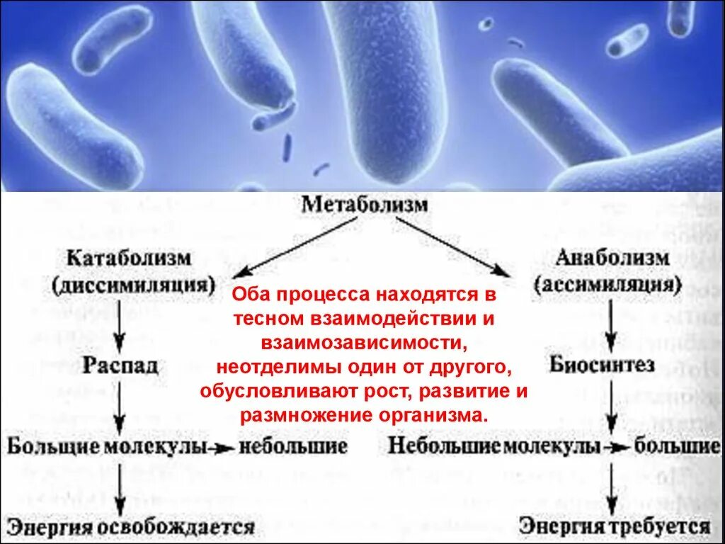 Питание клетки бактерии. Схема метаболизма бактерий. Схема обмена веществ у бактерий. Физиологические функции микроорганизмов. Метаболизм микроорганизмов схема.