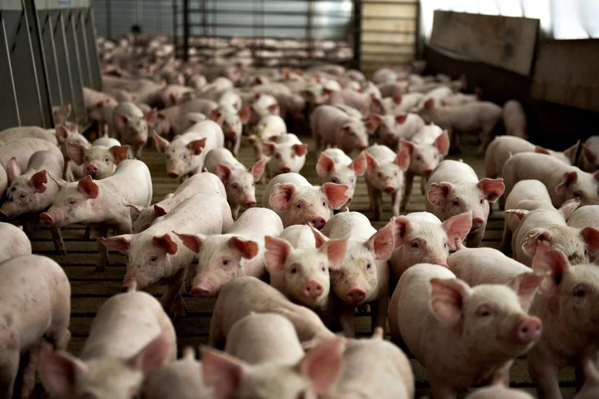 Свиньи на ферме. Свинья фермер. Усольский свинокомплекс свиньи. Поросята на ферме. Свиньи на пастбище.