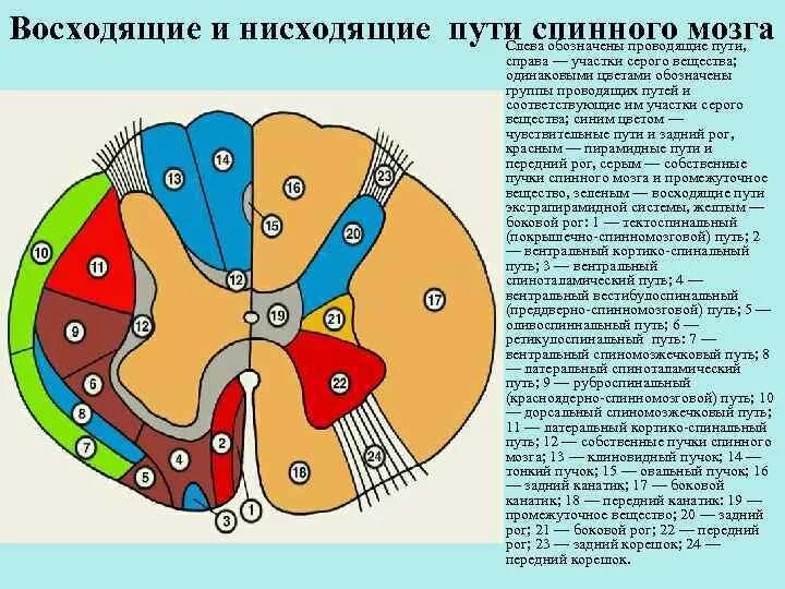 Нисходящие пути спинного. Восходящие и нисходящие пути спинного мозга. Проводящие пути спинного мозга функционально подразделяющиеся на. Восходящие тракты спинного мозга функции. Нисходящие проводящие пути спинного мозга их функции.