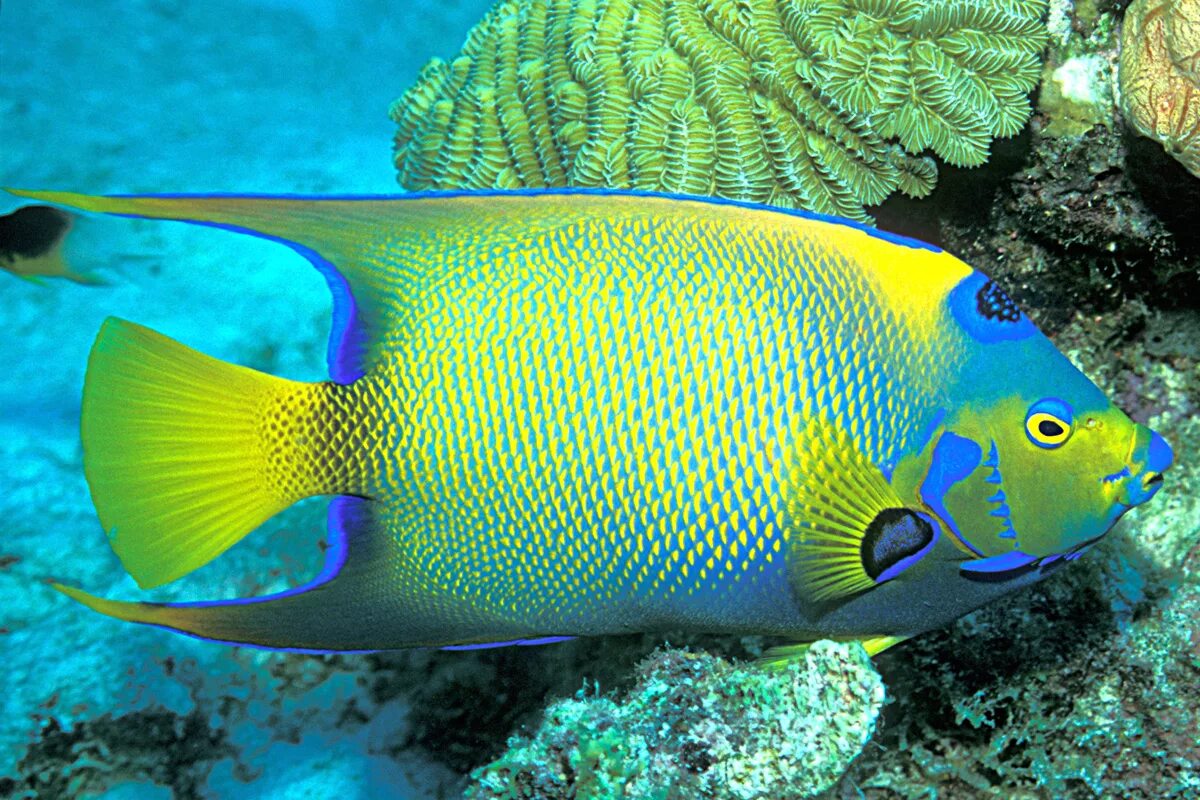 К чему снится красивая рыба. Королевский спинорог желтый. Holacanthus ciliaris. Рыба ангел синеголовый. Pomacanthus chrysurus.