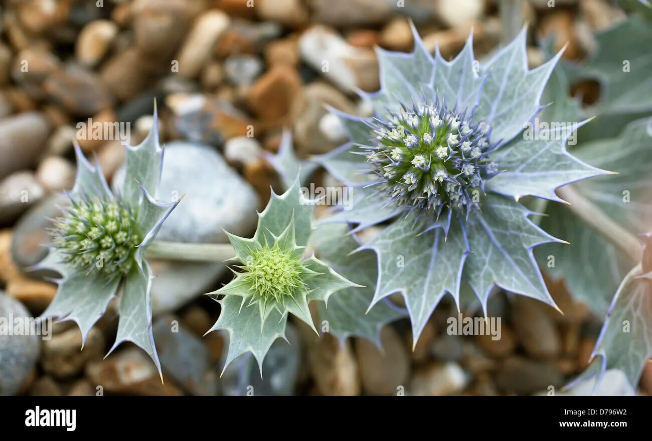 Eryngium alpinum blue star. Sea holly. Sea holly. Синеголовник альпийский. Sea holly.