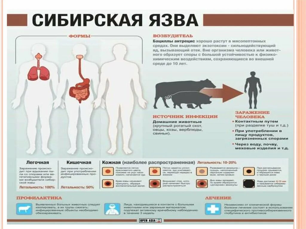 Клиника сибирской язвы. Патогенез кожной формы сибирской язвы. Профилактика сибирской язвы. Sibrskaya yazva.