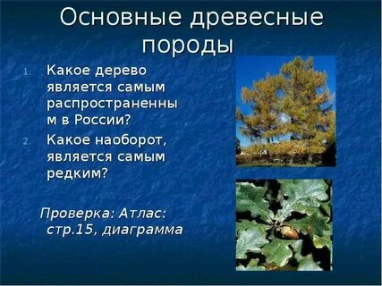 Породами деревьев являются